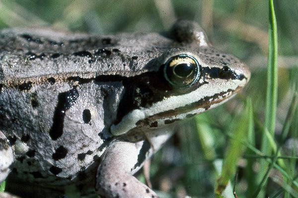 Photo of Lithobates sylvaticus by <a href="http://www.adventurevalley.com/larry">Larry Halverson</a>